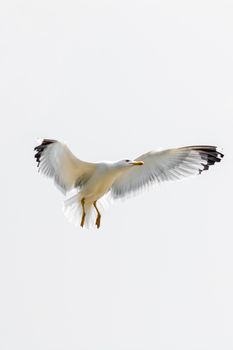 Seagulls flying in a sky as a background