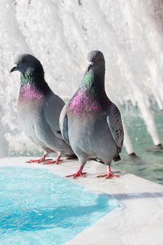 Lonely birds by the fountain lives in the urban environment