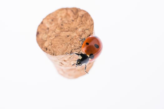 Beautiful photo of red ladybug walking on a