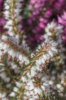 Blooming spring  flowers as a colorful background