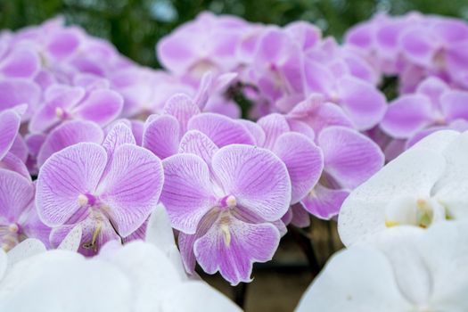 beautiful purple orchid in the flower garden