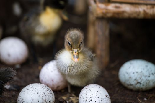 little duckling with egg in a farm
