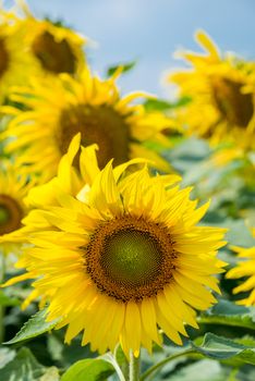 sun flower garden