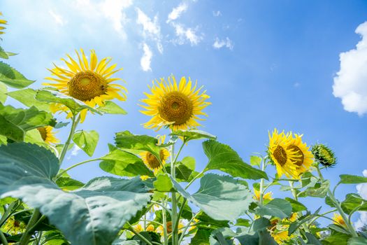 sun flower garden