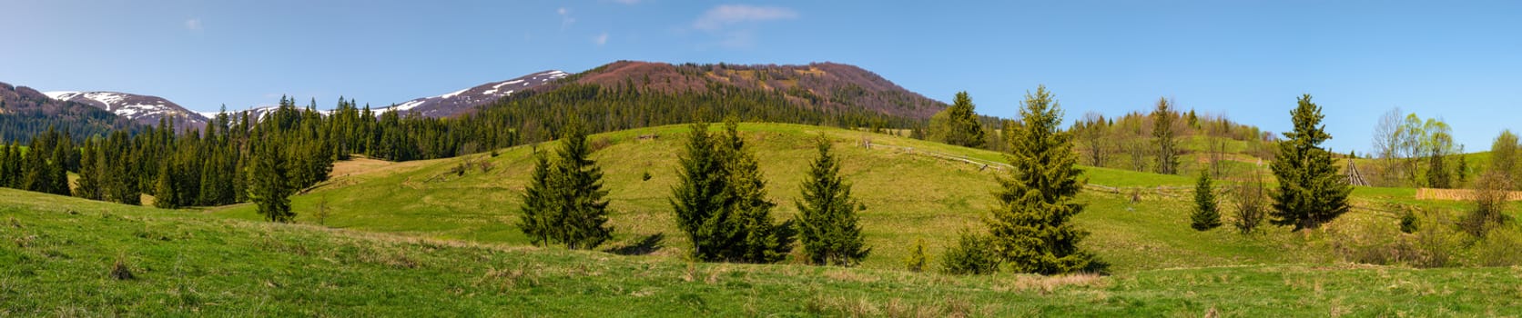 panorama of mountainous landscape in springtime. lovely scenery with spruce forest on grassy slopes. mountain ridge with snowy tops in the distance