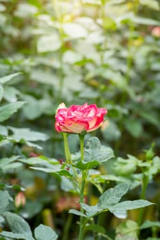 Roses in the garden, Roses are beautiful with a beautiful sunny day.