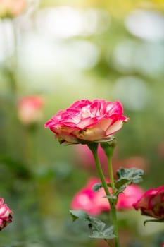 Roses in the garden, Roses are beautiful with a beautiful sunny day.