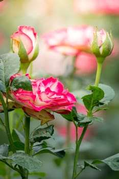 Roses in the garden, Roses are beautiful with a beautiful sunny day.