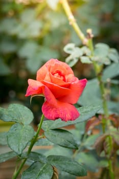 Roses in the garden, Roses are beautiful with a beautiful sunny day.