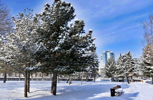 fir trees covered with fresh snow on the background of urban landscape and blue winter sky on a Sunny morning, Chelyabinsk, Russia