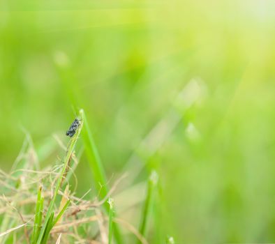 One grasshopper. Close-up of grasshopper sitting on grass blade