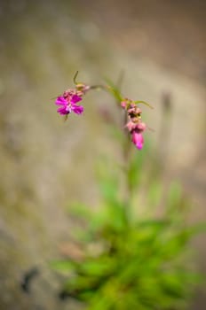 The grass and pink flower with defocused background