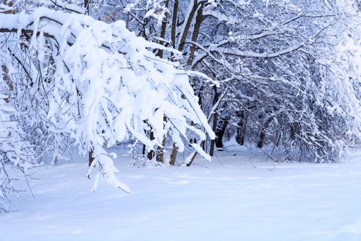 Nice winter background with forest under snow