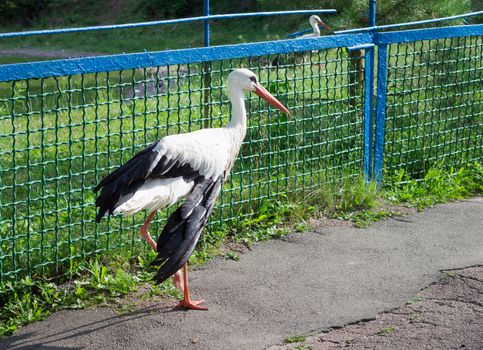 White stork with black wings walks alone on road in zoo