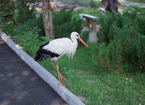 White stork with black wings walks alone on road in zoo