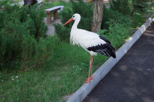 White stork with black wings walks alone on road in zoo