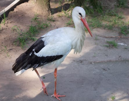 White stork with black wings walks alone on road in zoo