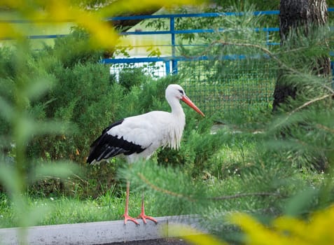 White stork with black wings walks alone on road in zoo