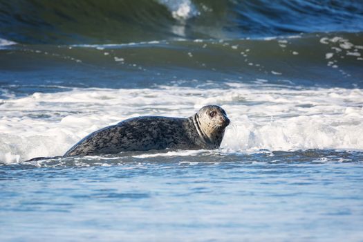 A seal looks on from the beach with waves in the background.