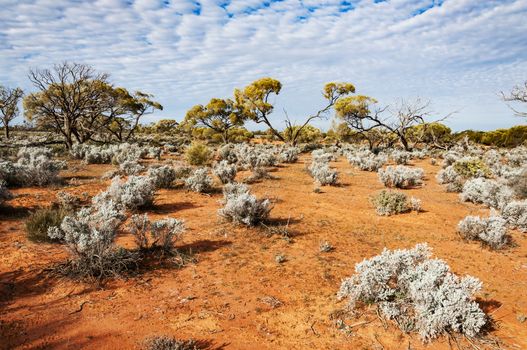 the red center in the australian desert, the outback in Northern Territory