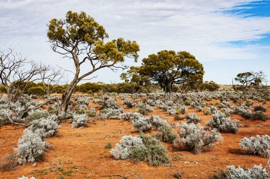 the red center in the australian desert, the outback in Northern Territory