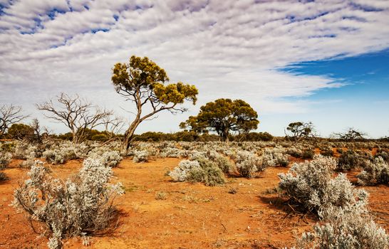 the red center in the australian desert, the outback in Northern Territory