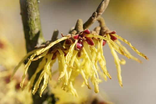 Witch Hazel Hybride, Hamamelis intermedia, colours of spring