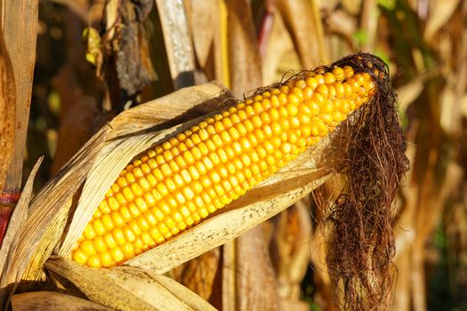 Corncob, Zea mays, fruits of autumn ready to reap