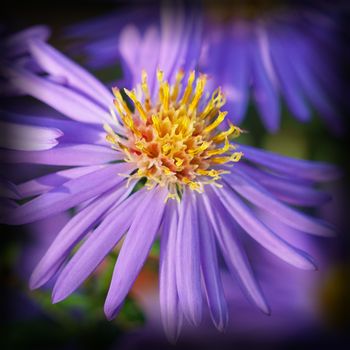 Mountain aster, Aster dumosus, colours of autumn