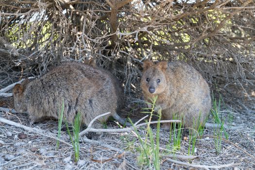 Quokka (Setonix brachyurus), image was taken on Rottnest Island, Western Australia