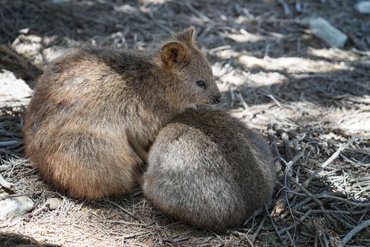 Quokka (Setonix brachyurus), image was taken on Rottnest Island, Western Australia