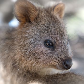 Quokka, Setonix brachyurus, image was taken on Rottnest Island, Western Australia