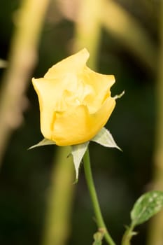 Roses in the garden, Roses are beautiful with a beautiful sunny day.