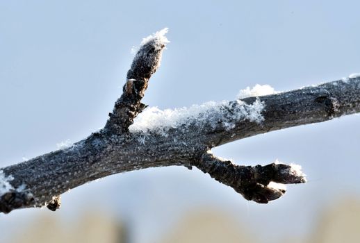 buds on an Apple branch covered with snow and frost macro, frosty morning