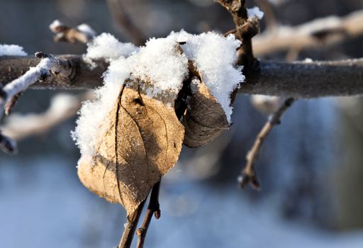 dry leaves of the Apple trees are covered with snow and frost early frosty morning