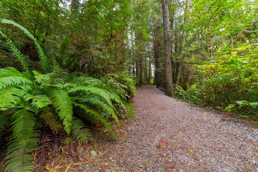 Hiking Trail with trees and ferns along Whatcom Falls Park in Bellingham Washington