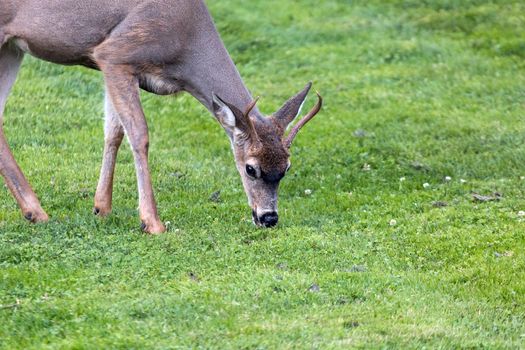 Young Deer Buck grazing grass at Point Defiance Park in Tacoma Washington