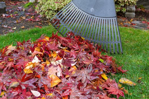 Raking red maple leaves fallen on green grass lawn in garden yard during autumn fall season