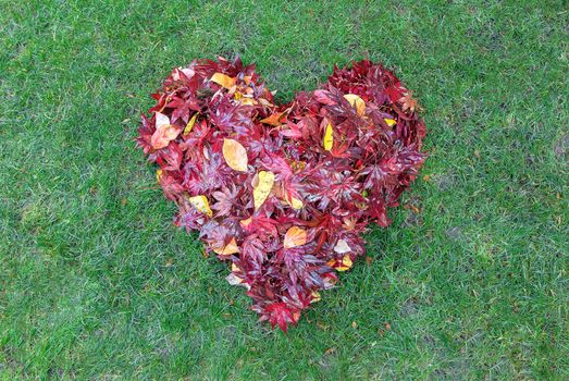 Fallen red maple tree leaves raked into heart shape on green grass lawn in autumn fall season