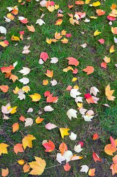 Fall Maple tree leaves on green grass lawn in backyard garden