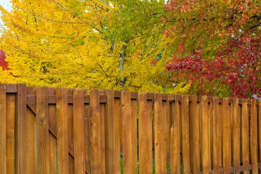 Maple Sweetgum Trees in bright vibrant peak fall colors by garden backyard wood fence