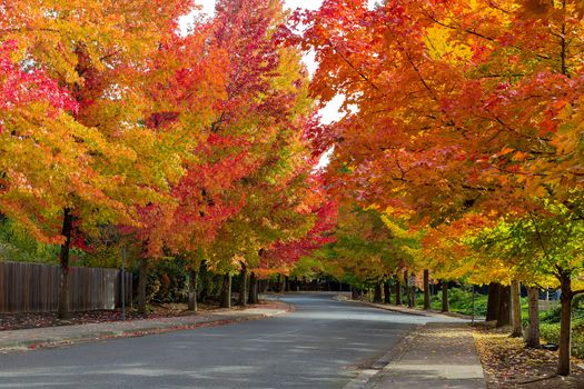 Fall foliage on tree lined street in North American suburban neighborhood in autumn