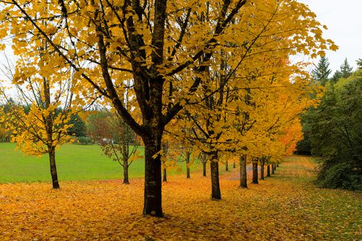 Maple trees in peak golden fall colors on tree lined waling path in the park