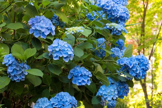 Blue Hydrangea flowers in full bloom during summer in garden