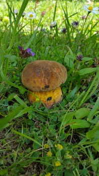 boletus mushroom hiding in the green grass in the shade