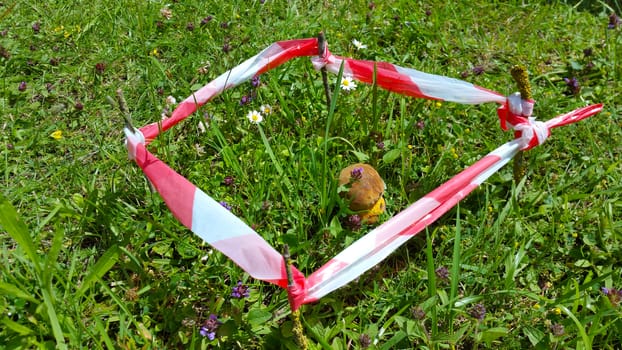 boletus mushroom hiding in the green grass, fenced striped ribbon