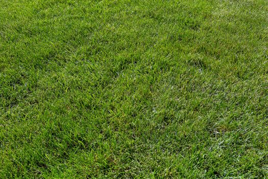 Green grass lawn in home garden yard