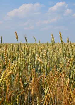 Close up field of green and ripe wheat or rye ears under clear blue sky, low angle view