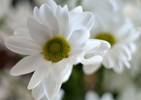 spray chrysanthemum flower with Latin name Chrysanthemum spray 'Bacardi' on light blurred background