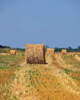 Yellow golden bales of hay straw in stubble field after harvesting season in agriculture, perspective to horizon